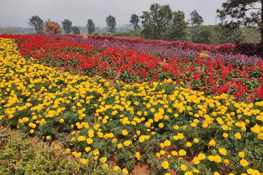 बांडुंग के फूलों के बगीचे की सैर